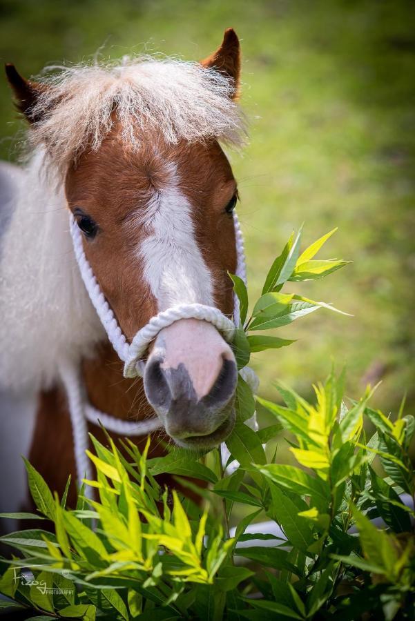The Stable Annexe & Spa Dogdyke Dış mekan fotoğraf
